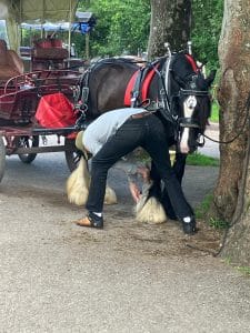 a man brushing his horses front legs