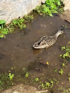a duck eating in shallow water