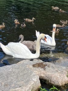 two swans looking at each other with small ducks behind