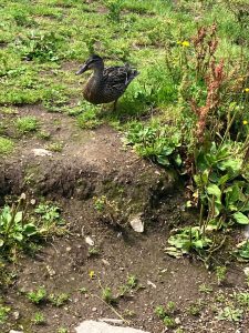 a small duck in the grass on their own