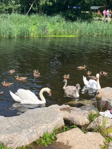 swans and ducks swimming near the shore