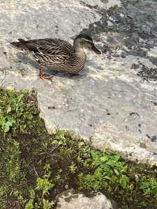 a duck pictured on a rock