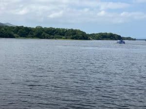 the waterbus moves through the lake toward a forest covered plot of land