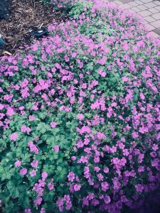 A Bush full of pink flowers