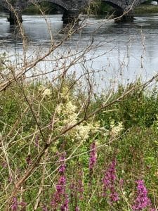 flowers with a bridge behind it